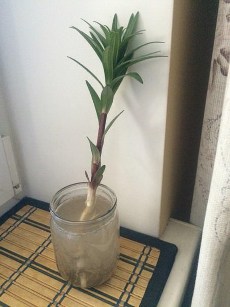 Будет ли расти лилия, если у нее оторвалась луковица