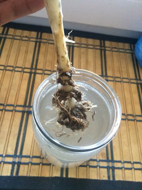 Будет ли расти лилия, если у нее оторвалась луковица