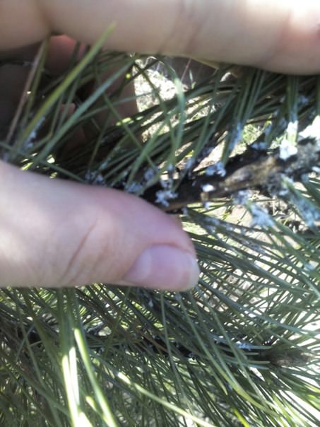 Что с кедром и как это лечить