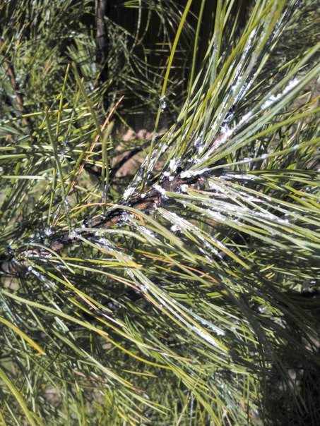 Что с кедром и как это лечить