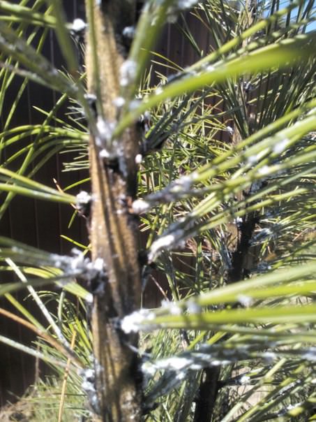 Что с кедром и как это лечить