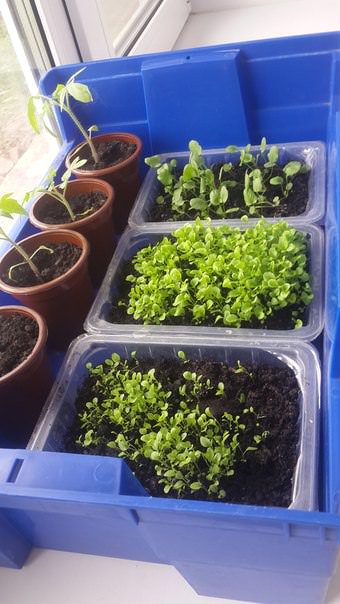 Почему у рассады помидор желтеют семядольные листья