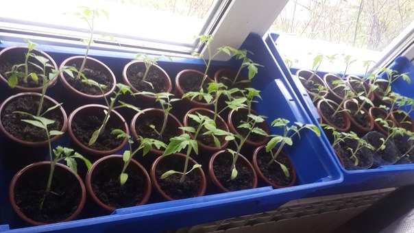 Почему у рассады помидор желтеют семядольные листья