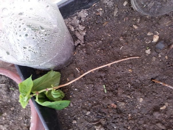 Что делать, если гортензию сломало ветром