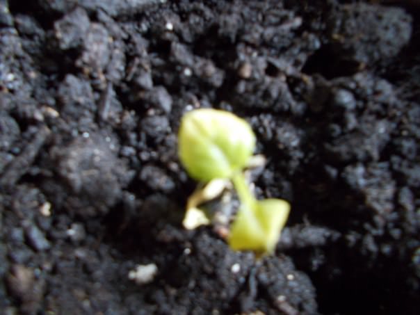 Что делать, если у рассады брюссельской капусты желтеют листья