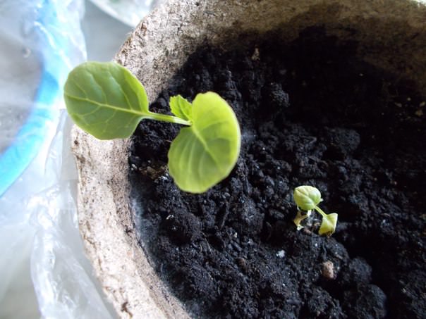 Что делать, если у рассады брюссельской капусты желтеют листья