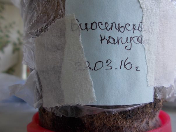 Что делать, если у рассады брюссельской капусты желтеют листья