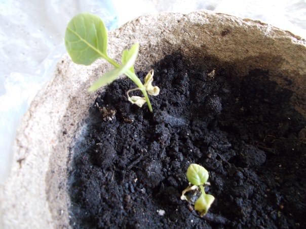 Что делать, если у рассады брюссельской капусты желтеют листья