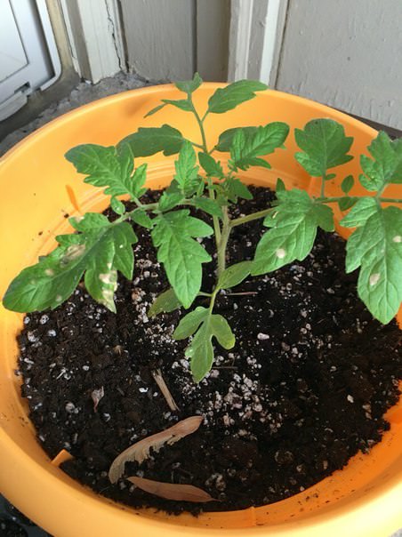 Что это за пятна на листьях рассады помидор