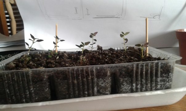 Что делать, если чабрец вытянулся и падает при опрыскивании