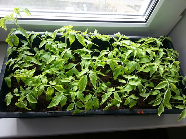 Почему рассада помидор стала бледной и вялой