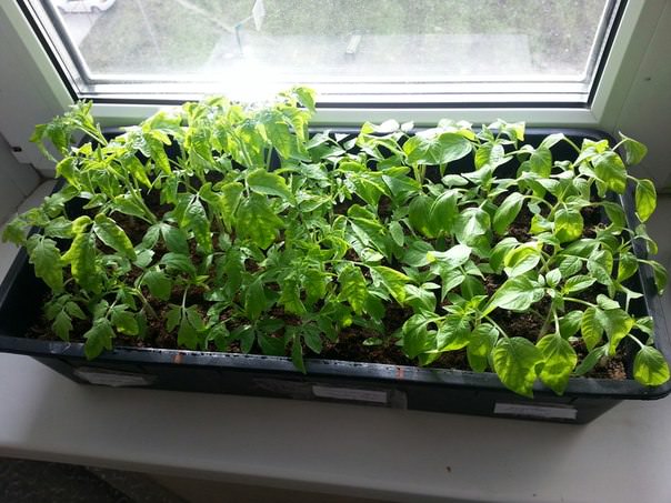 Почему рассада помидор стала бледной и вялой