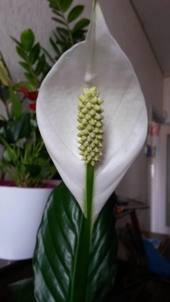 Должна ли у спатифиллума быть такая пыльца