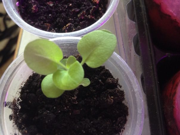 Почему у петунии бледные листья