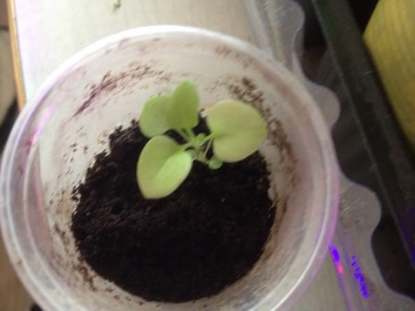 Почему у петунии бледные листья