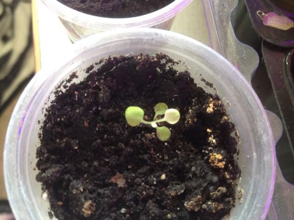 Почему у петунии бледные листья