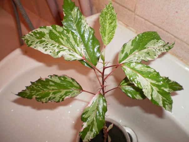 Почему у гибискуса по краям краснеют листья