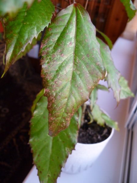 Почему у гибискуса по краям краснеют листья