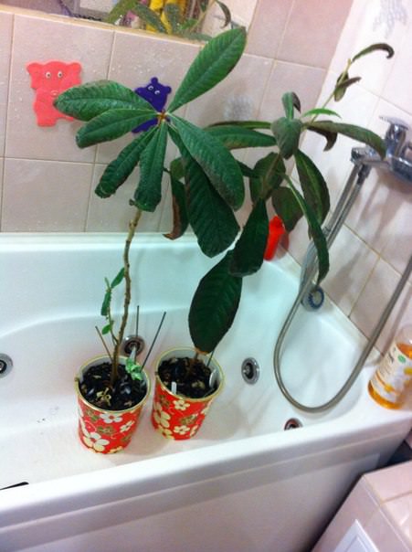 Почему у мушмулы потемнела кромка листьев