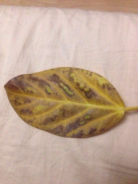 Почему у бенгальского фикуса желтеют листья