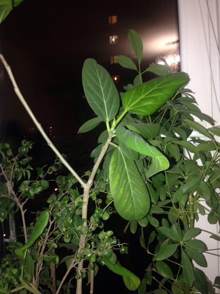 Почему у бенгальского фикуса желтеют листья