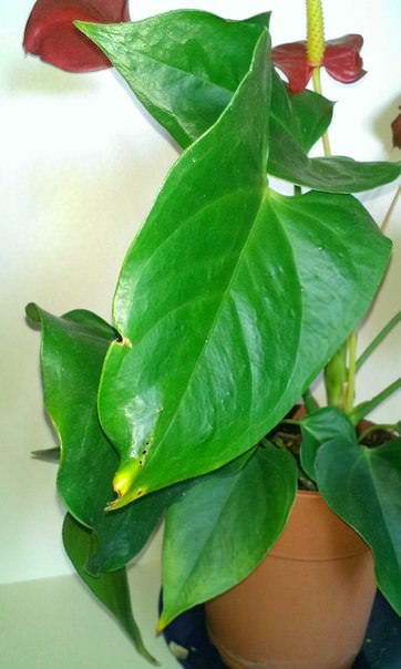 Почему желтеют кончики листьев цветов