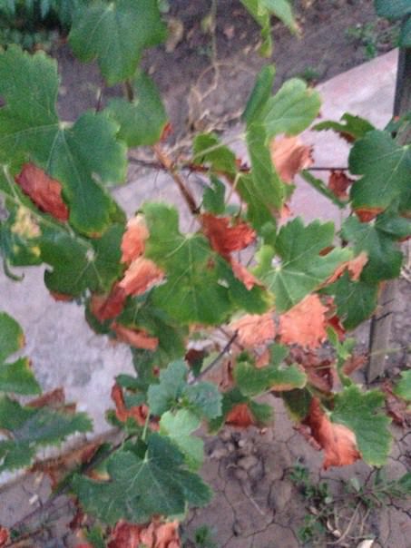 Что с виноградом и как его лечить