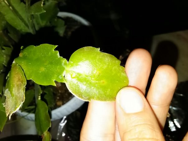 Почему на зигокактусе появились пятна и что делать