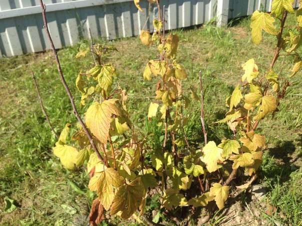 Почему пожелтели листья смородины и крыжовника