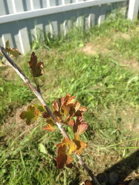 Почему пожелтели листья смородины и крыжовника