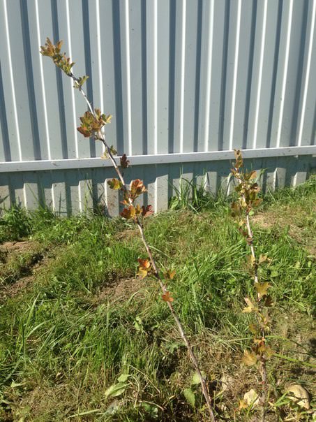 Почему пожелтели листья смородины и крыжовника