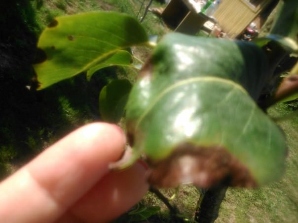 Почему чернеют листья саженцев