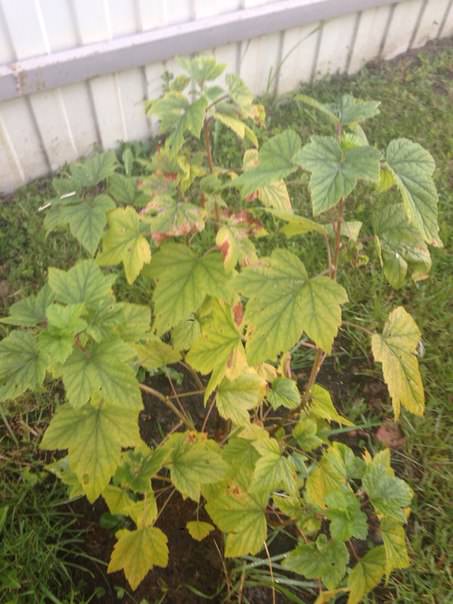 Почему желтеют листья розы, крыжовника и смородины