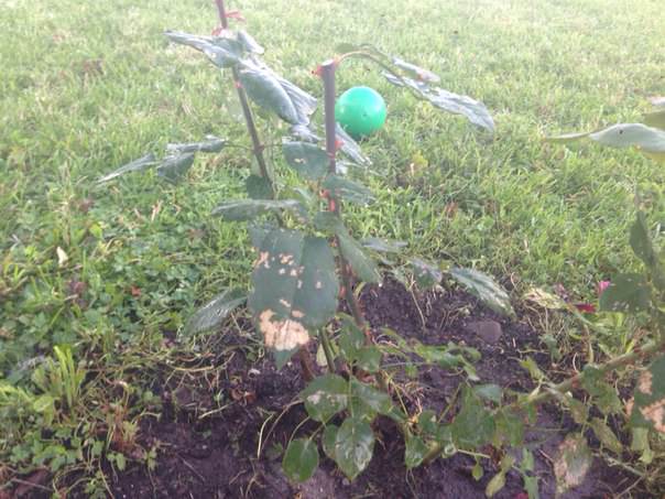 Почему желтеют листья розы, крыжовника и смородины