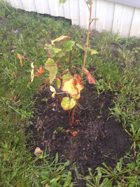 Почему желтеют листья розы, крыжовника и смородины