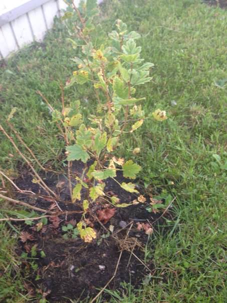 Почему желтеют листья розы, крыжовника и смородины