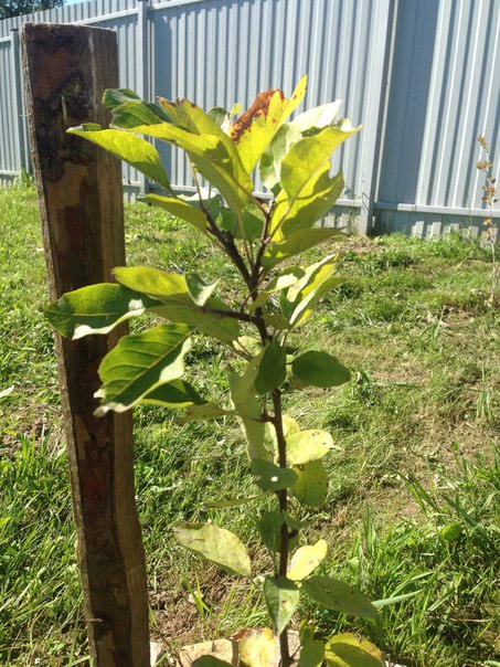 Почему листья сливы скручиваются