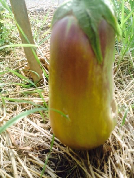 Почему баклажаны стали зеленеть