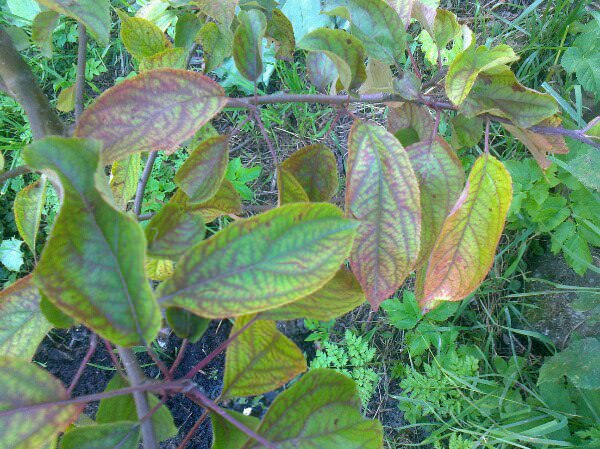 Почему краснеют листья у яблони