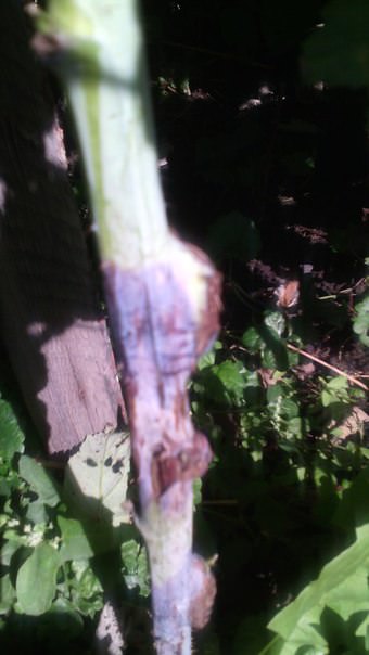 Как избавиться от галловой немотоды