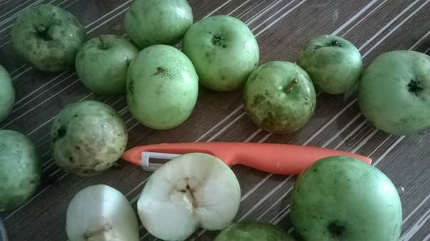 Чем болеют яблоки и можно ли их употреблять в пищу свежими