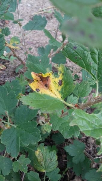 Почему сохнет крыжовник