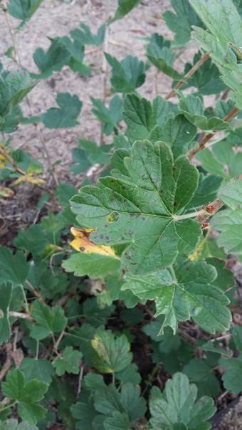 Почему сохнет крыжовник