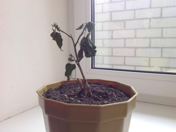 Почему погиб гибискус