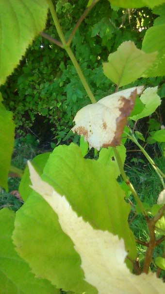 Почему побелели листья гортензии