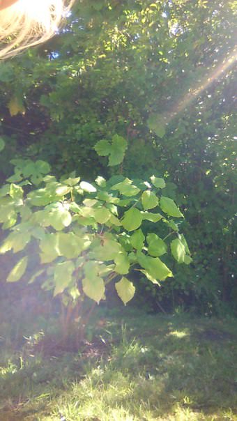 Почему побелели листья гортензии