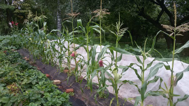 Как ухаживать за кукурузой