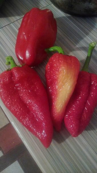 Почему болгарский перец сморщенный и вялый